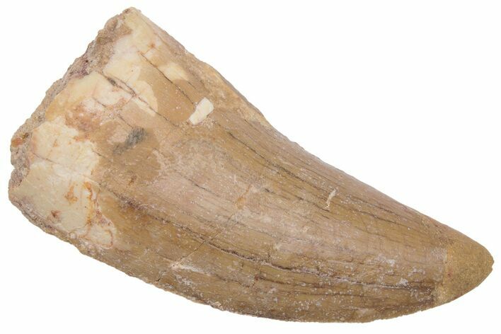 Serrated, Carcharodontosaurus Tooth - Real Dinosaur Tooth #230618